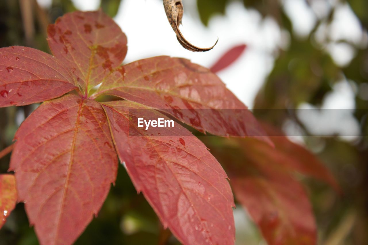 Close-up of raindrops on maple leaves