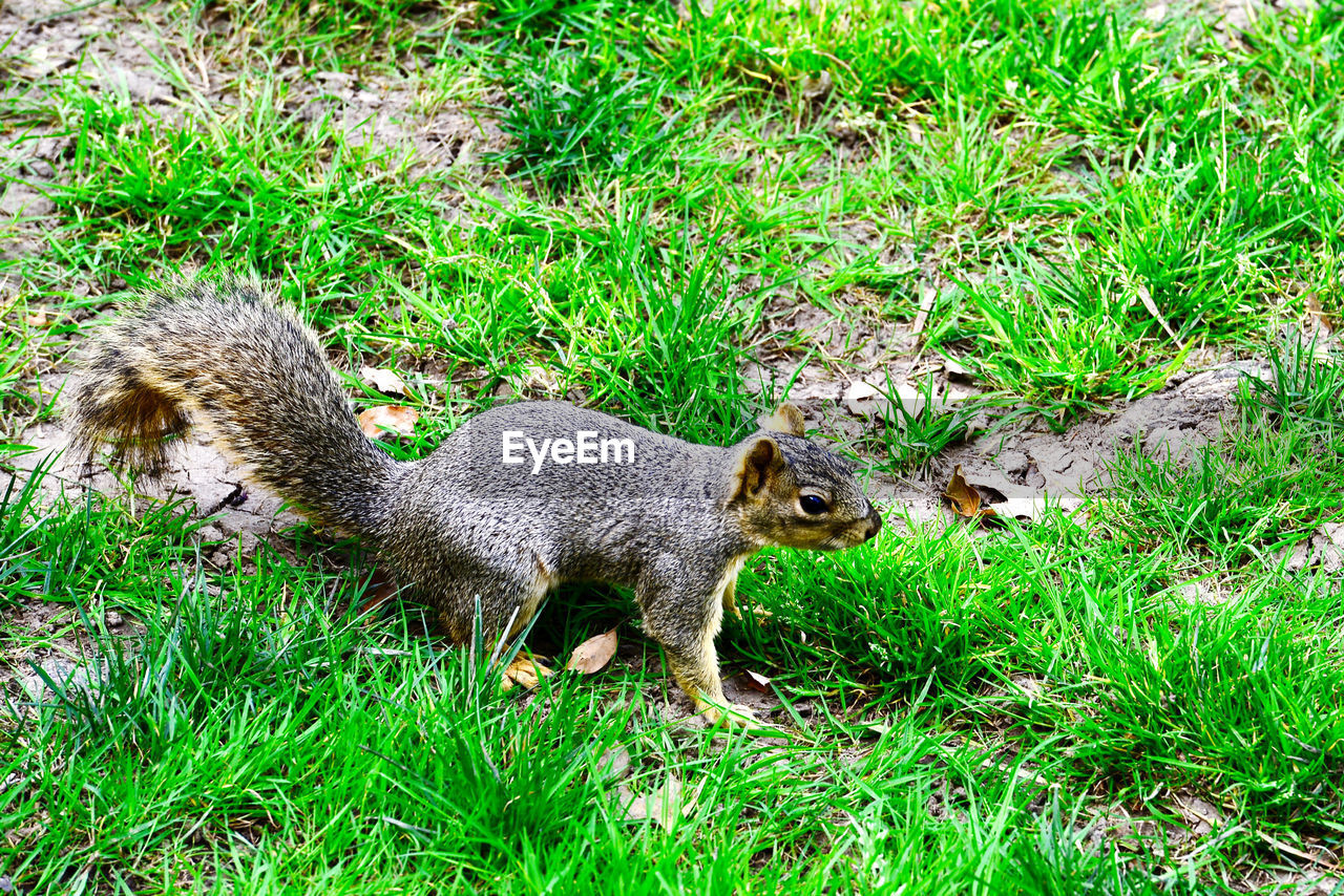 SQUIRREL STANDING IN FIELD