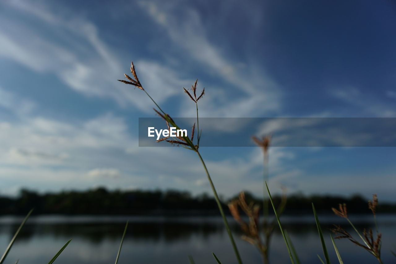 Close-up of plant against lake