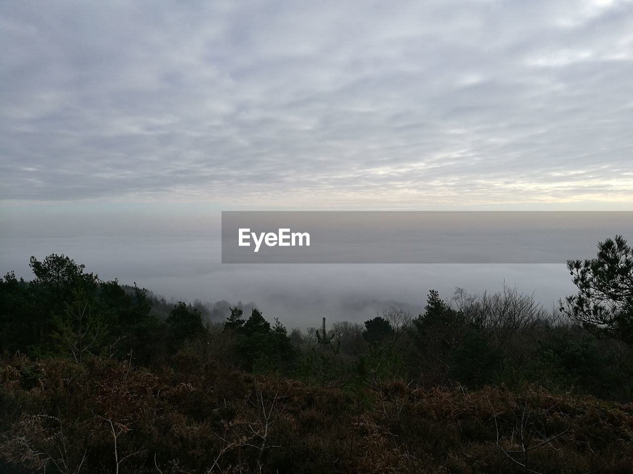 SCENIC VIEW OF TREES AND SKY