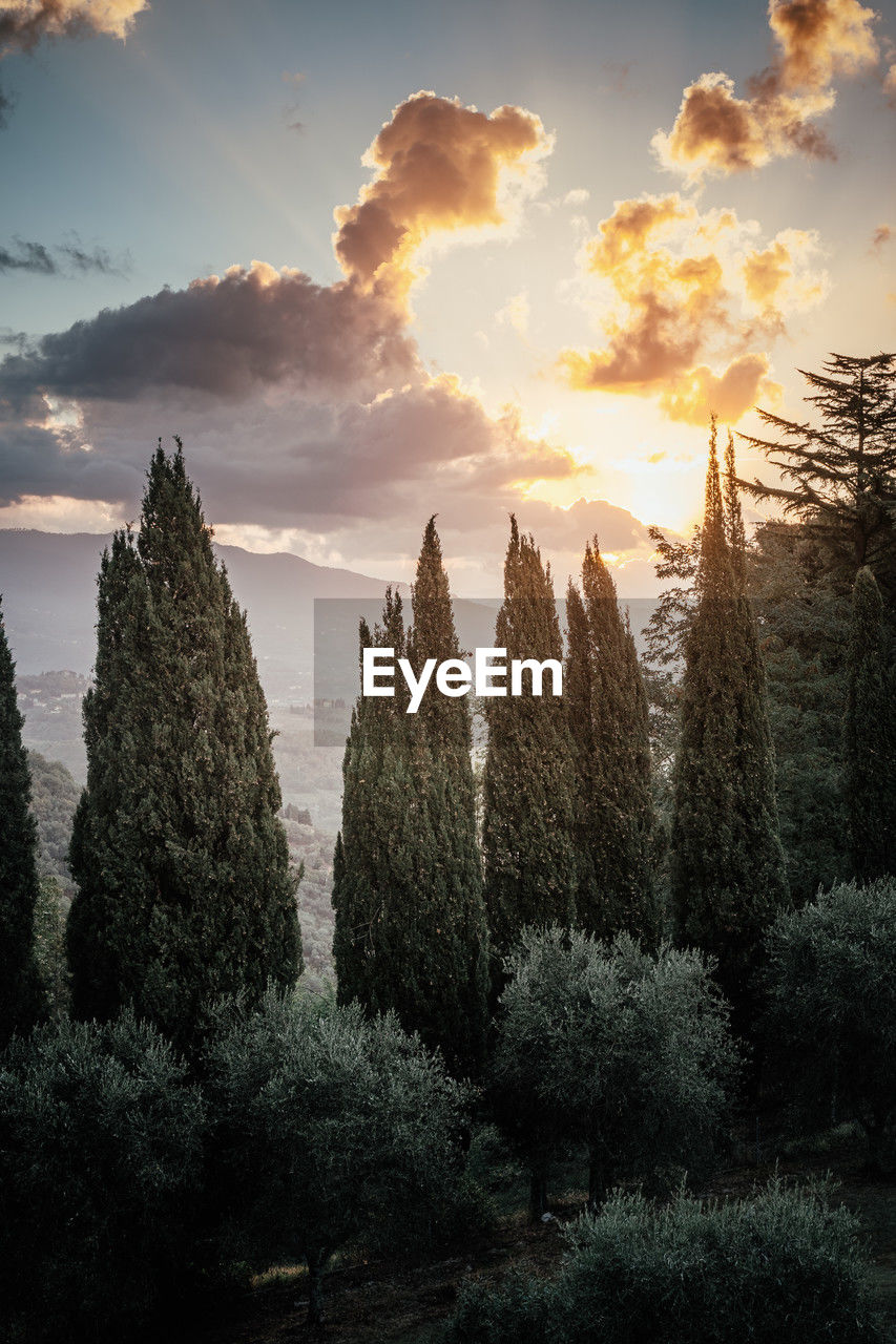 sky, plant, tree, cloud, nature, sunset, environment, sunlight, scenics - nature, beauty in nature, landscape, land, no people, forest, tranquility, coniferous tree, pine tree, pinaceae, dawn, mountain, evening, sun, tranquil scene, outdoors, growth, travel, non-urban scene, travel destinations, reflection, idyllic, woodland, pine woodland