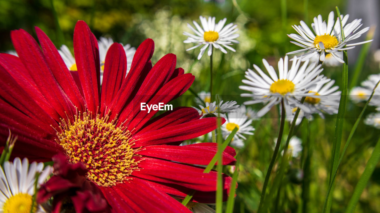 CLOSE-UP OF RED DAISIES