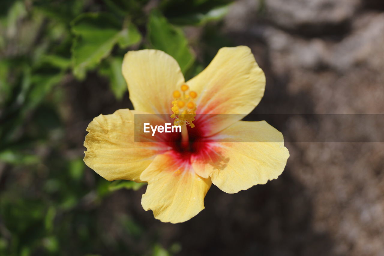 CLOSE-UP OF YELLOW HIBISCUS FLOWER