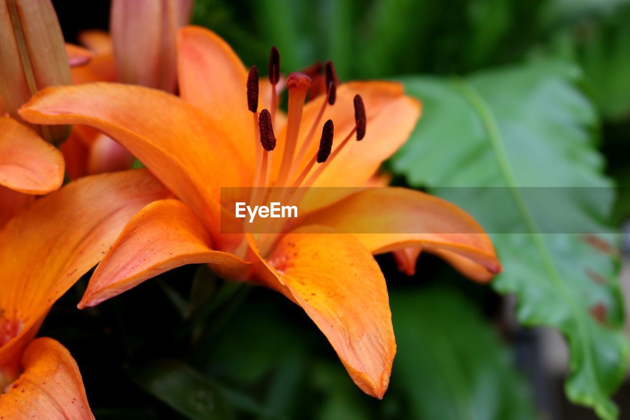 Close-up of orange day lily blooming outdoors