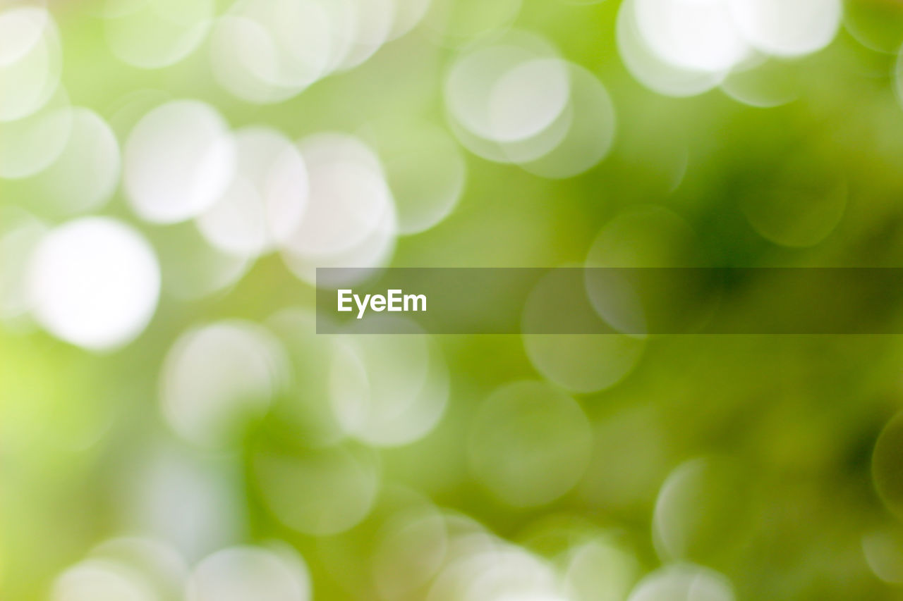 Close-up of plants against blurred background