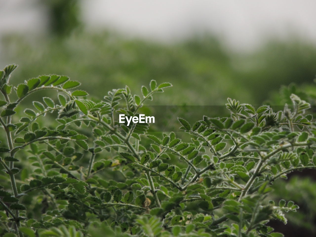 Close-up of plants growing on field