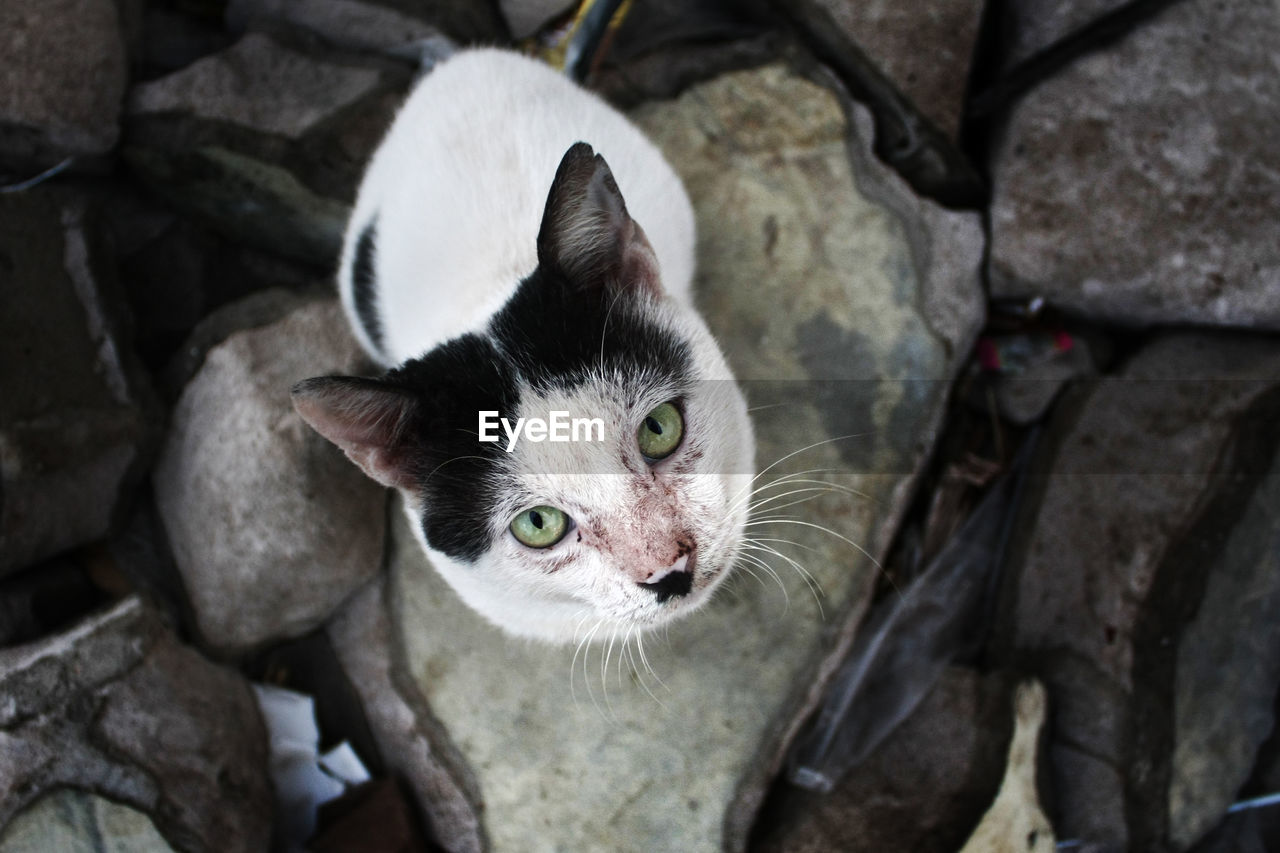 High angle portrait of stray cat on rocks