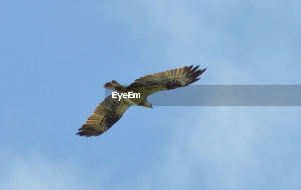 flying, animal themes, bird, animal, animal wildlife, wildlife, spread wings, one animal, sky, bird of prey, animal body part, mid-air, falcon, nature, low angle view, motion, no people, blue, eagle, buzzard, wing, hawk, animal wing, day, vulture, outdoors, cloud, clear sky, full length, beauty in nature, beak, copy space