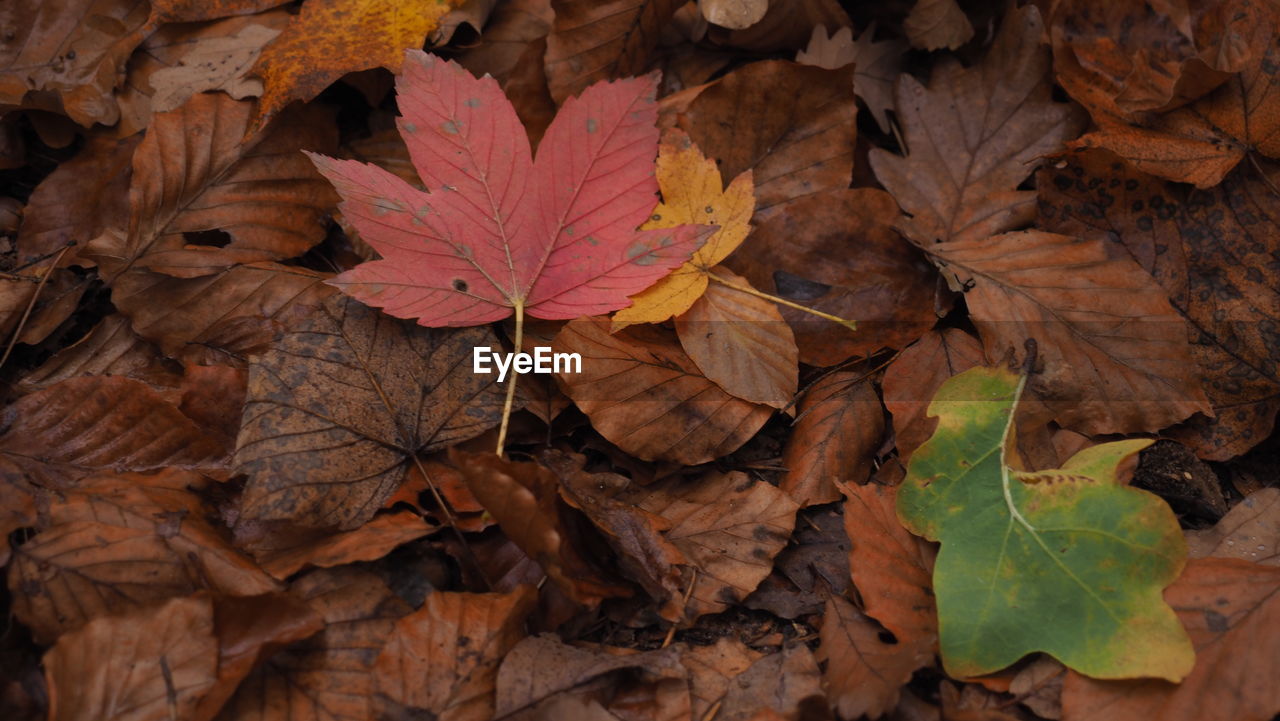 Colorful autumn leaves - red, yellow, green and brown