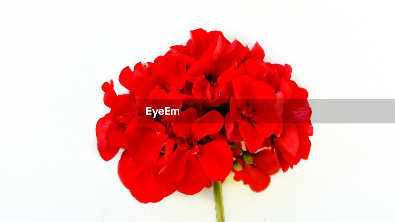 CLOSE-UP OF RED FLOWERS