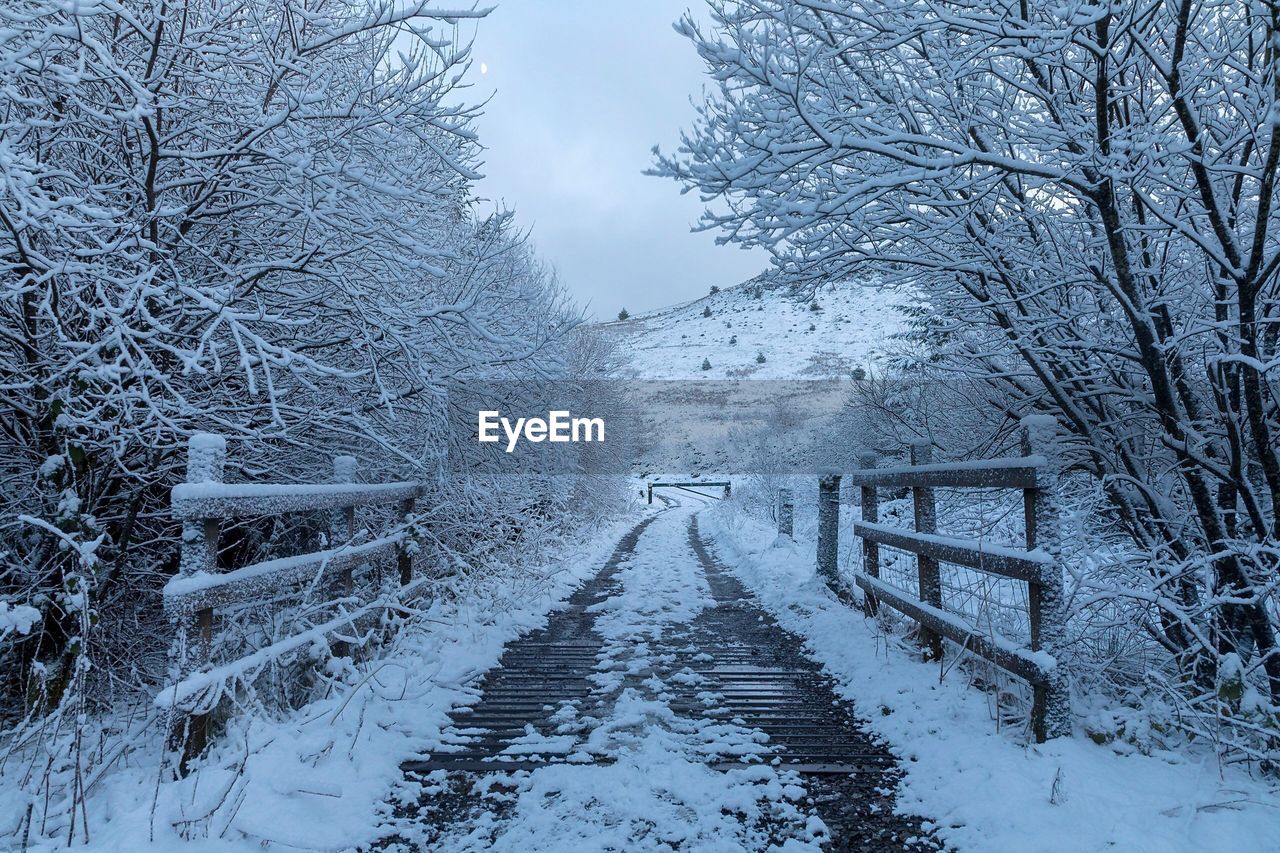 Snow covered trees in forest against sky