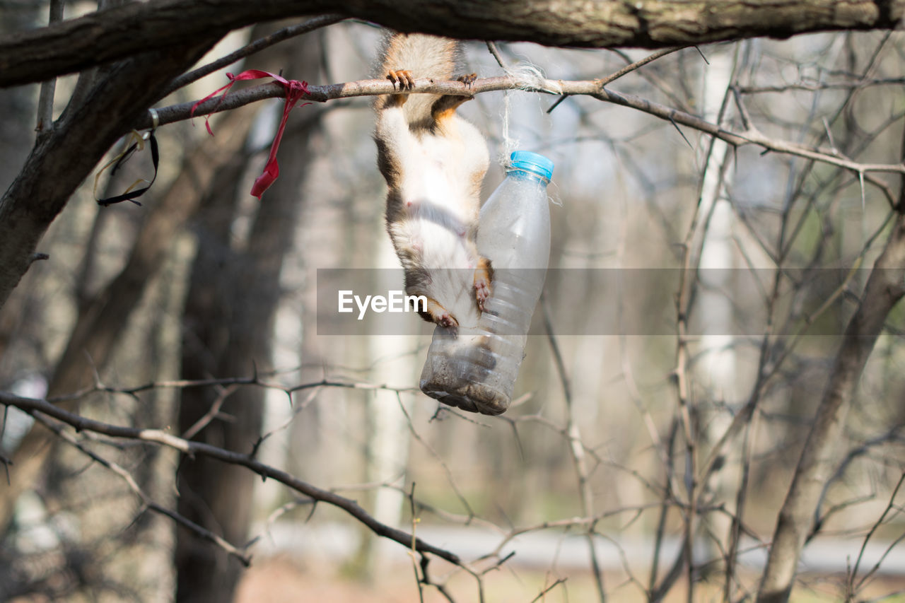 CLOSE-UP OF BIRDS PERCHING ON TREE