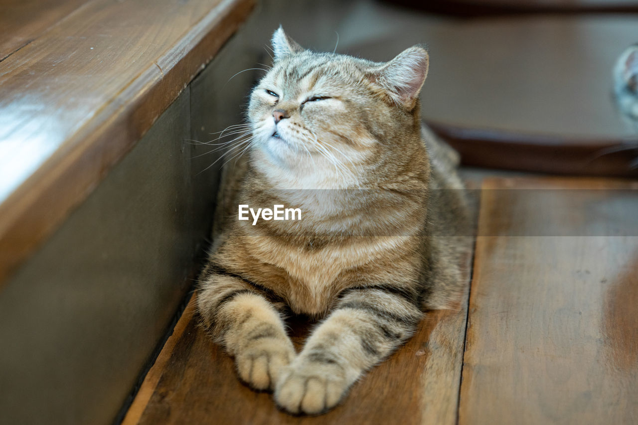 HIGH ANGLE VIEW OF A CAT RESTING ON FLOOR