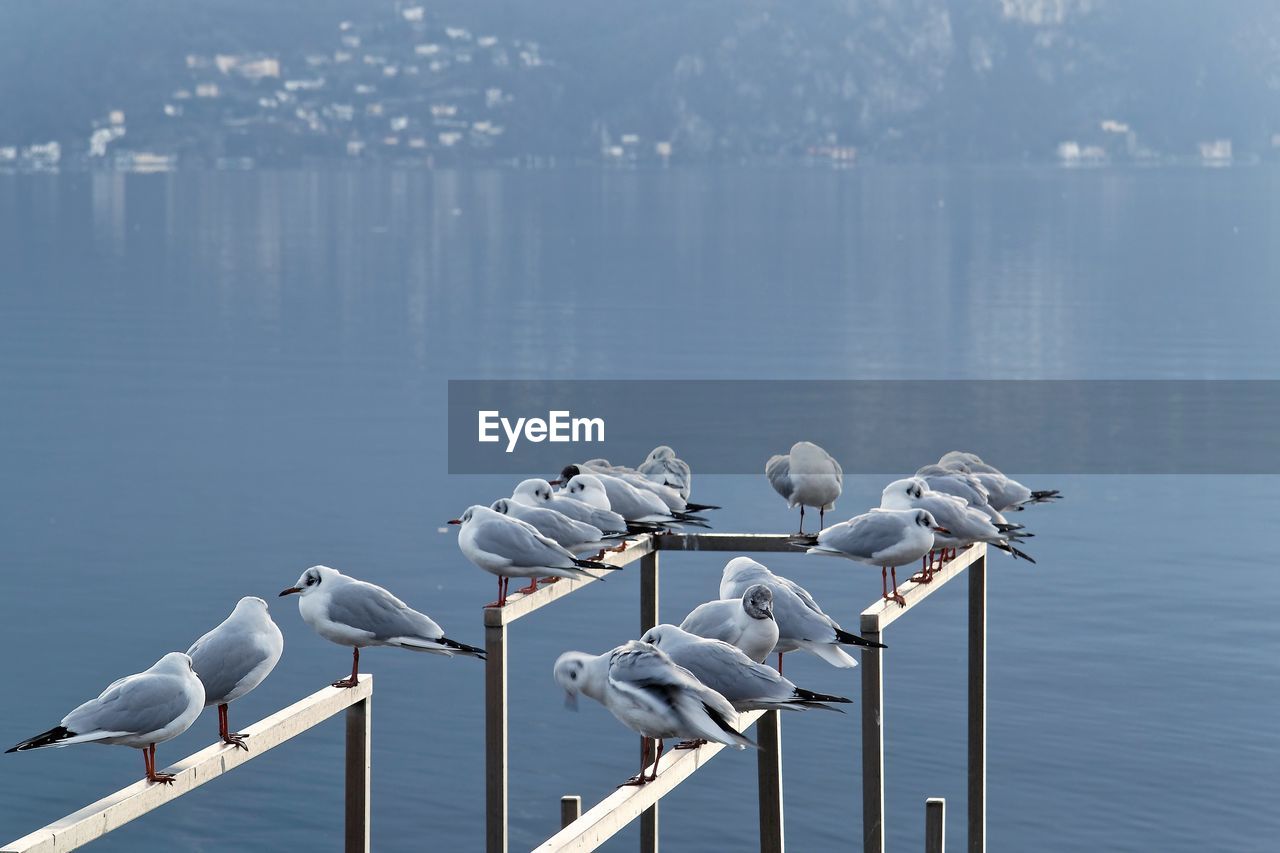 Seagulls perching on railing over sea