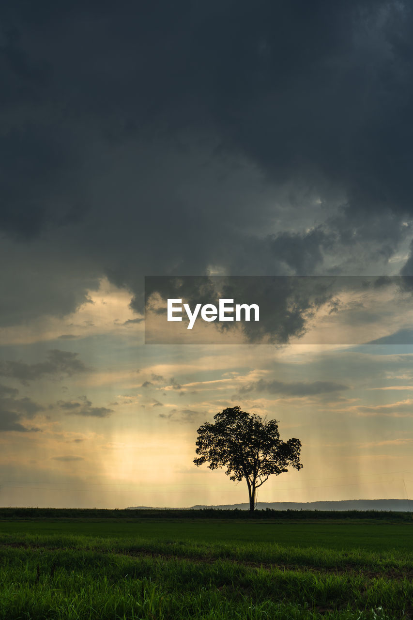 TREE ON FIELD AGAINST SKY AT SUNSET