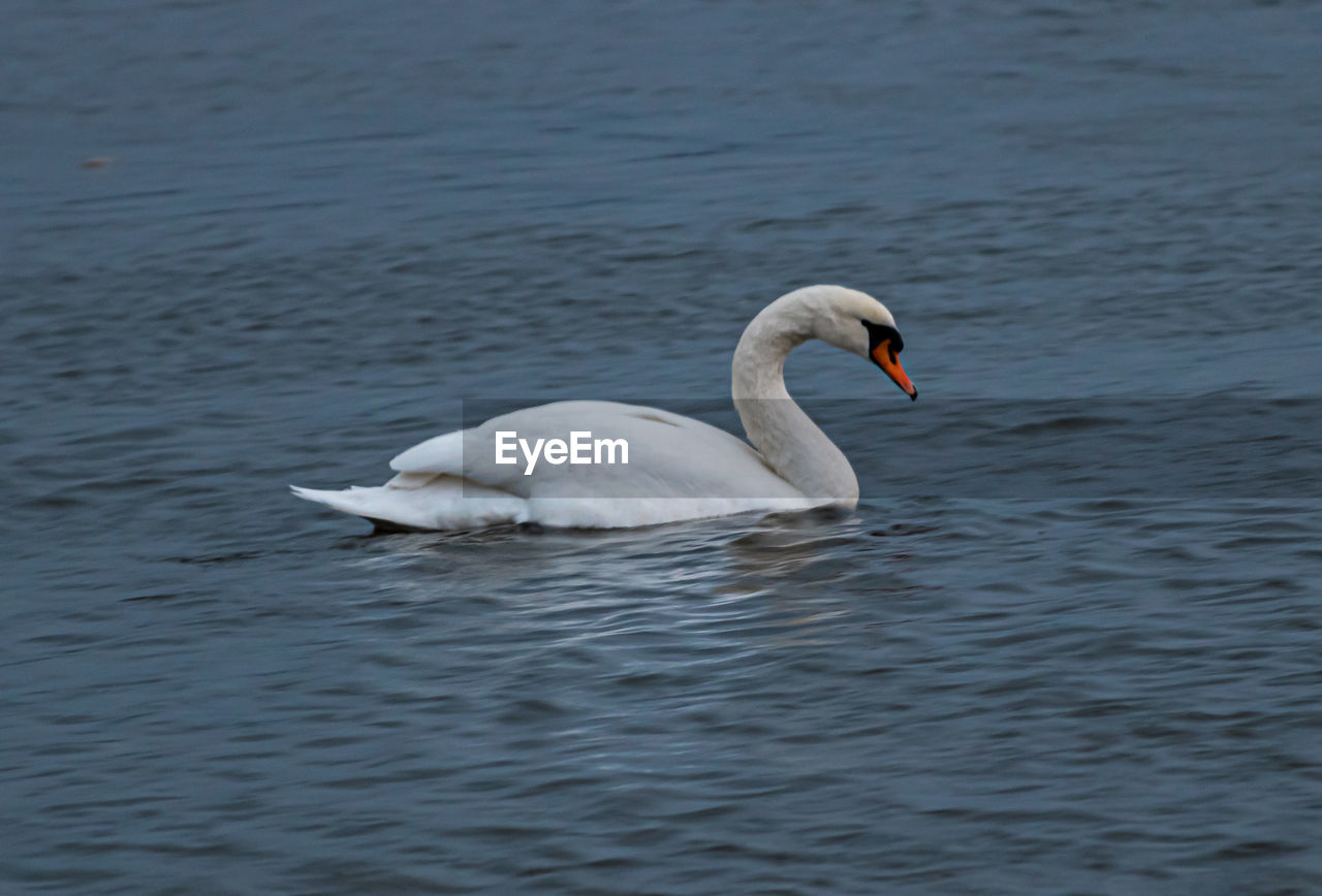 SWAN IN LAKE