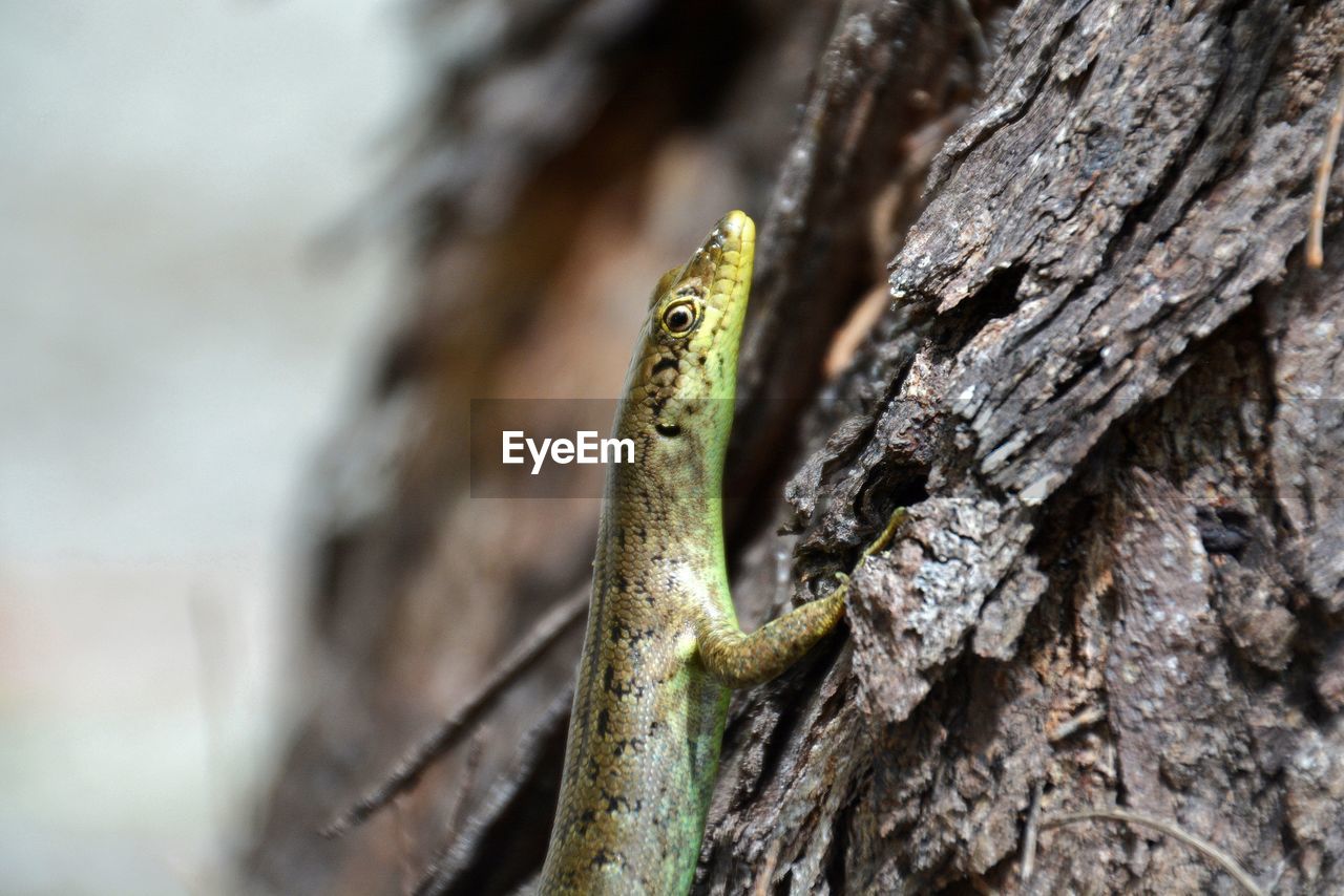 Close-up of tree trunk