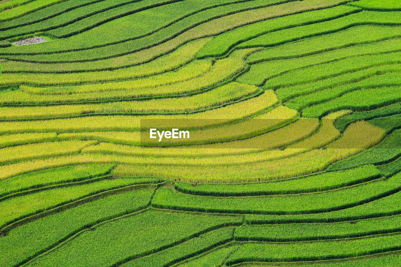 Rice fields on terraced in rainny season at mu cang chai, yen bai, vietnam. 