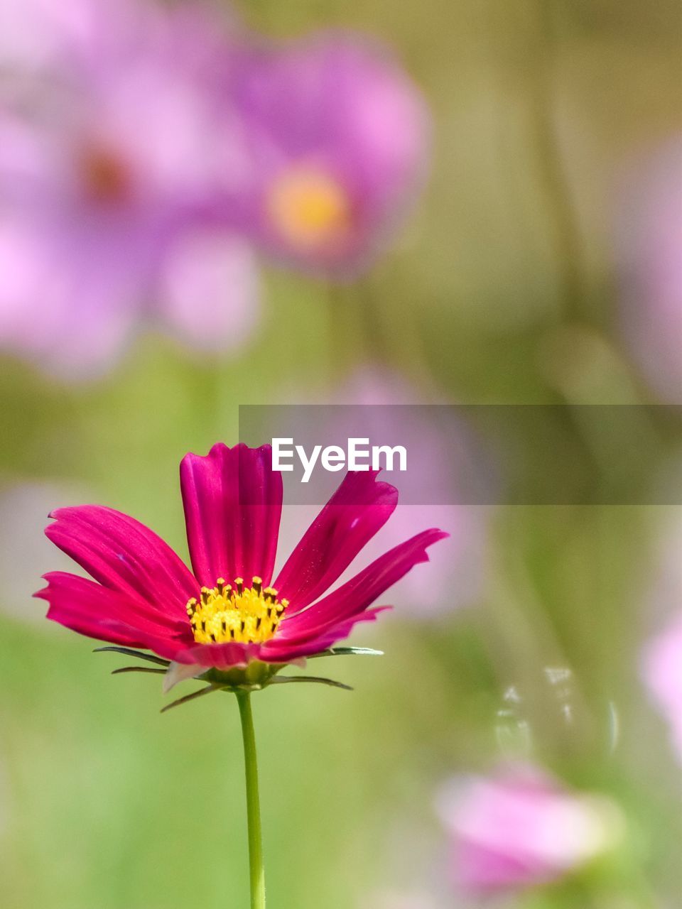 Close-up of flower