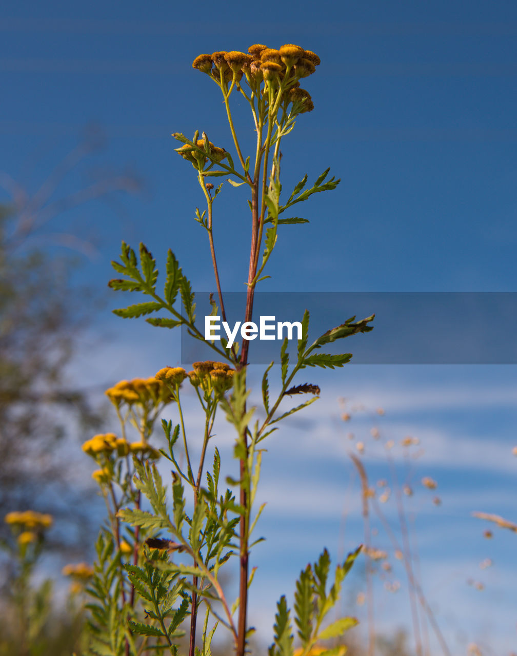 Close-up of plant against blue sky