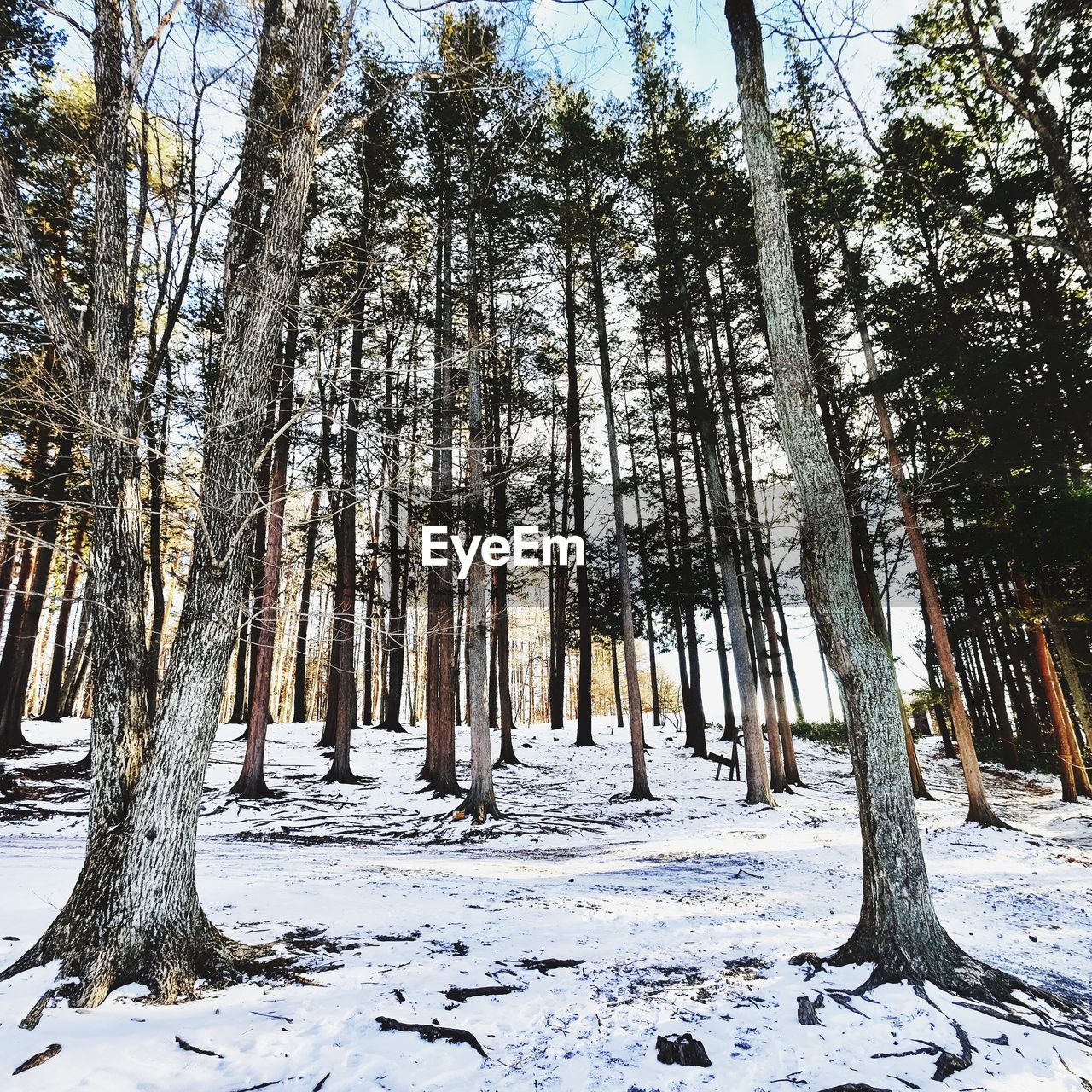 TREES ON SNOW DURING WINTER