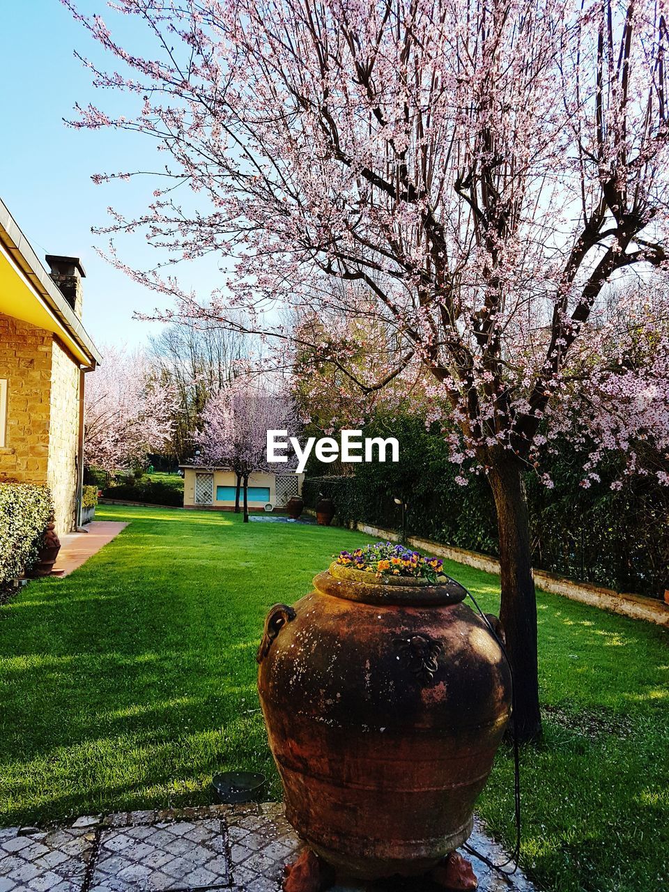 VIEW OF FLOWER TREE IN PARK