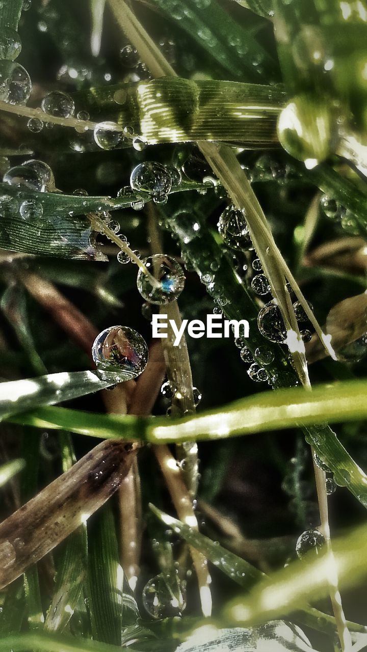 CLOSE-UP OF WATER DROPS ON LEAVES