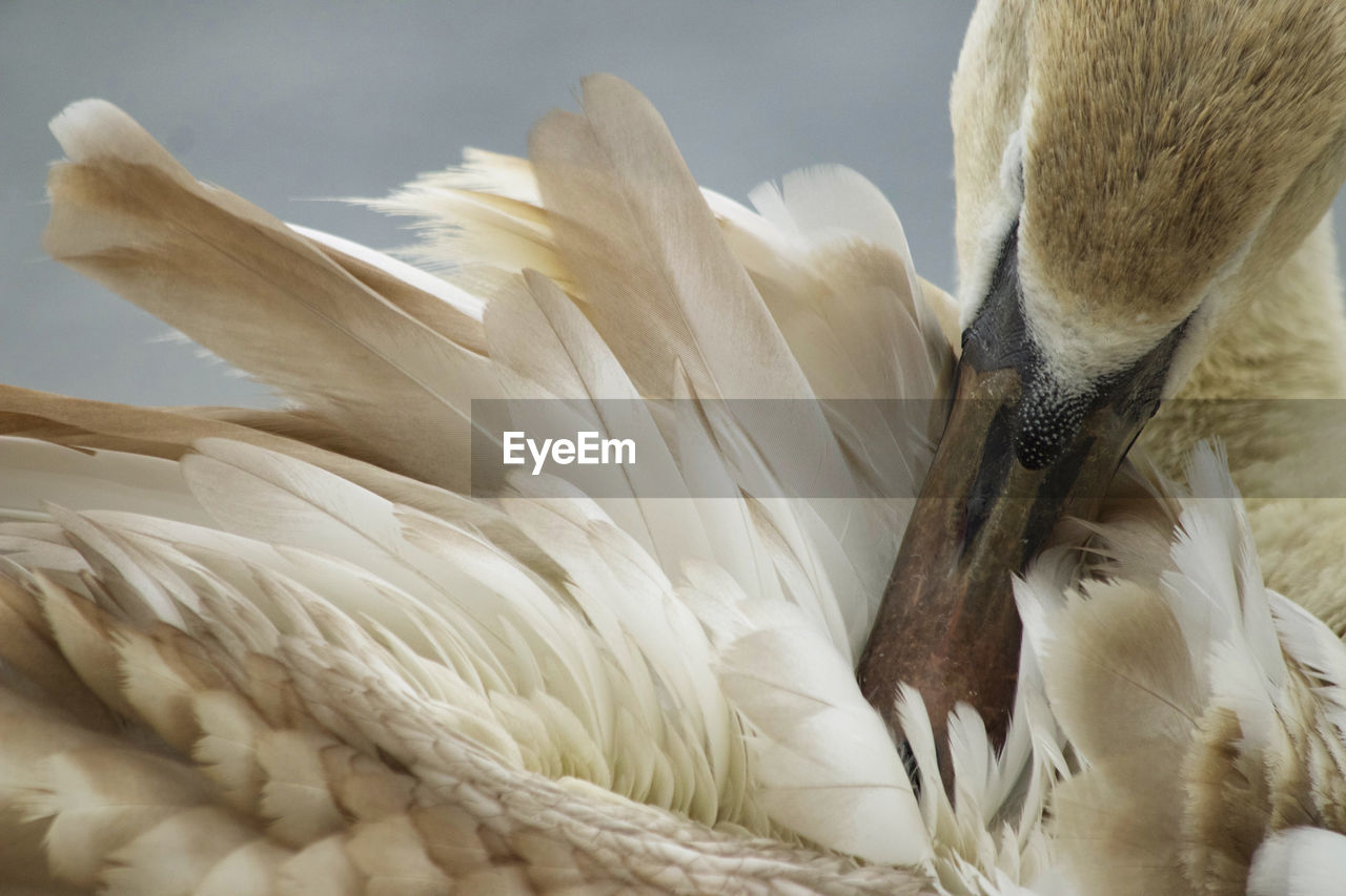 Close-up of swan