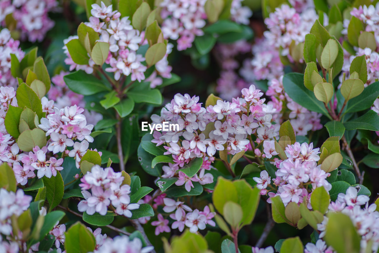 close-up of pink flowering plant