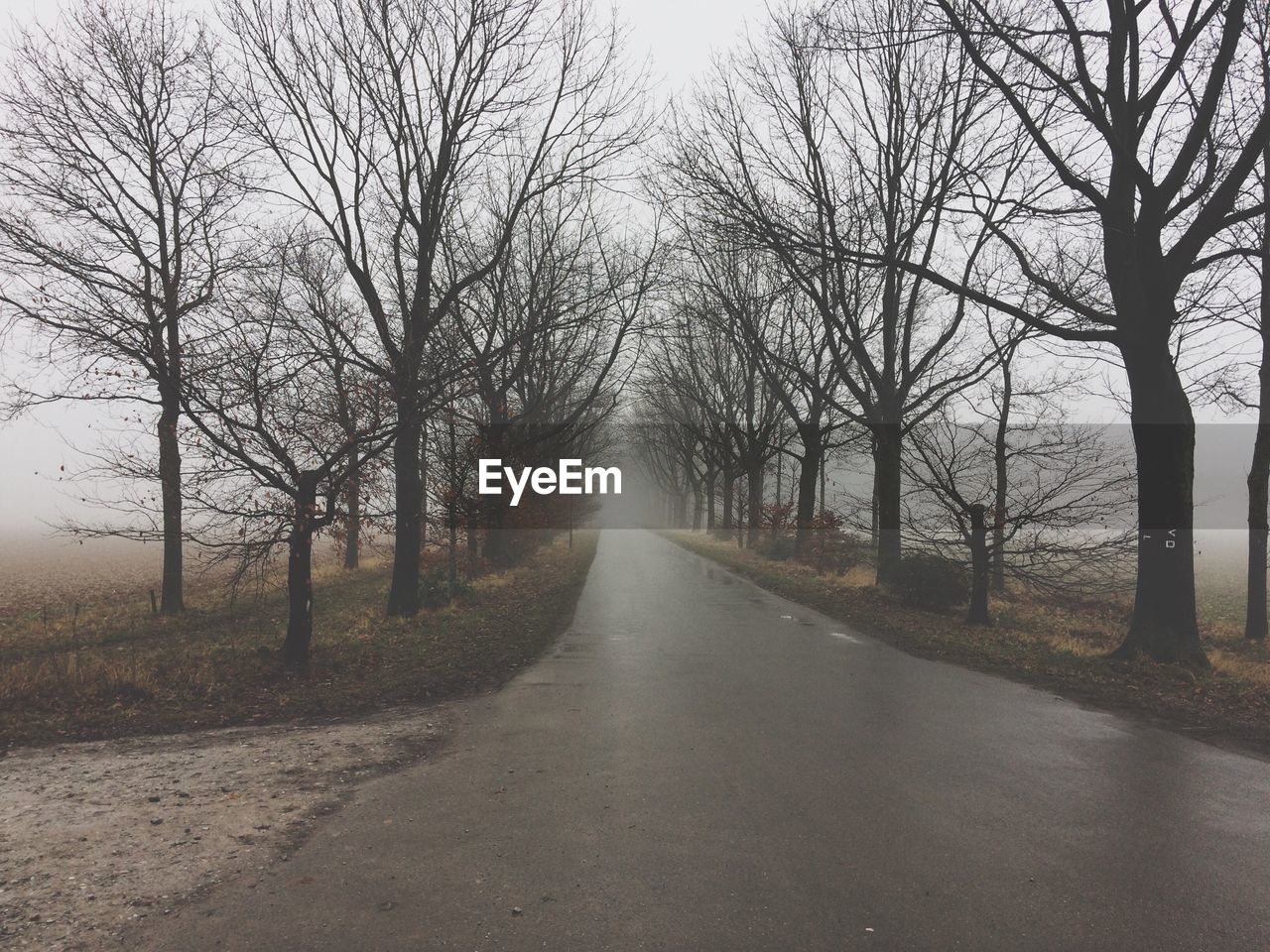 VIEW OF ROAD ALONG BARE TREES