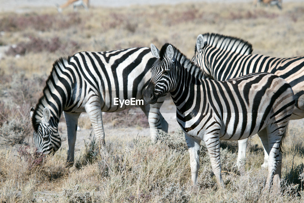 ZEBRAS ON A FIELD
