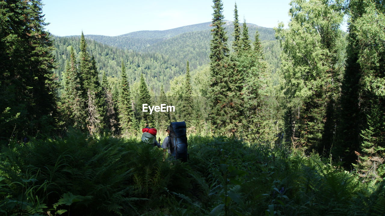 PANORAMIC SHOT OF TREES IN FOREST AGAINST SKY