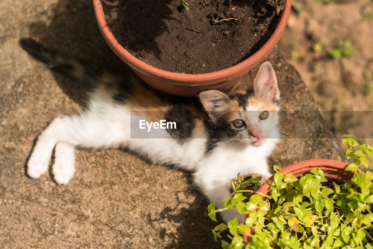 HIGH ANGLE PORTRAIT OF CAT BY FLOWER POT
