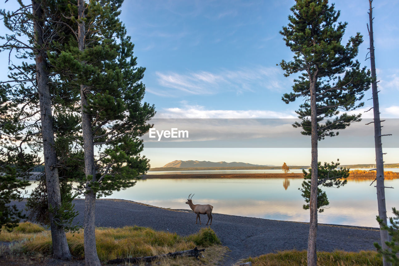 Scenic view of deer by lake against sky