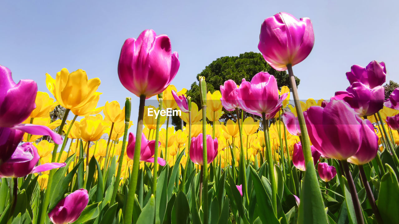 plant, flower, flowering plant, freshness, beauty in nature, pink, nature, petal, fragility, tulip, multi colored, purple, close-up, flower head, growth, springtime, sky, inflorescence, no people, vibrant color, plant stem, yellow, landscape, field, sunlight, outdoors, grass, green, flowerbed, blossom, land, day, environment, plant part, magenta, blue, leaf, summer, botany, plant bulb, focus on foreground, meadow, cloud