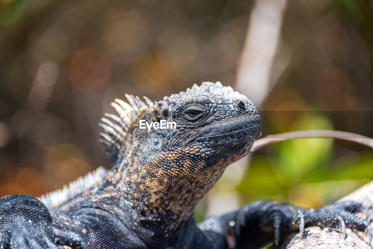 Close-up of a marine iguana