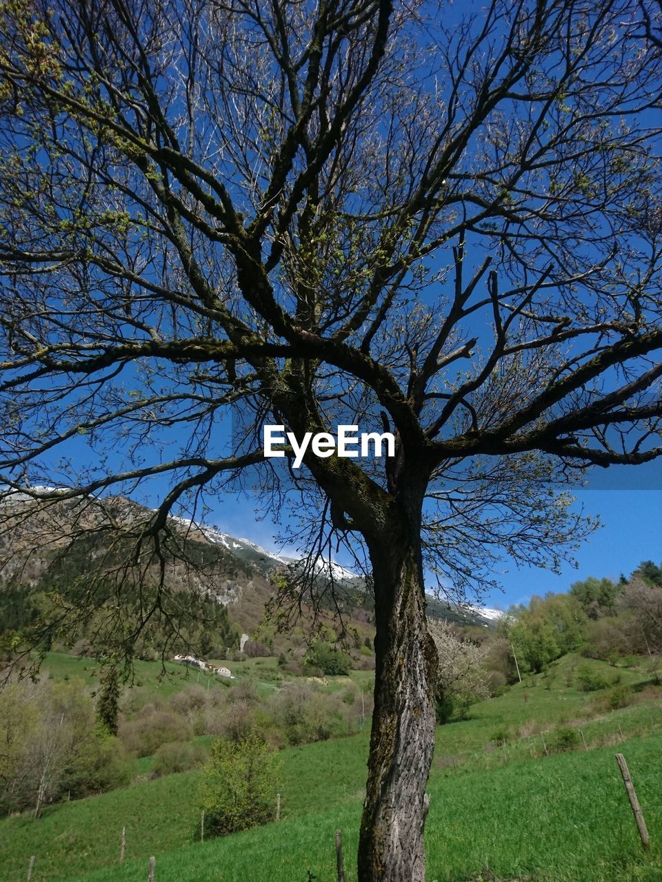 VIEW OF BARE TREE ON FIELD