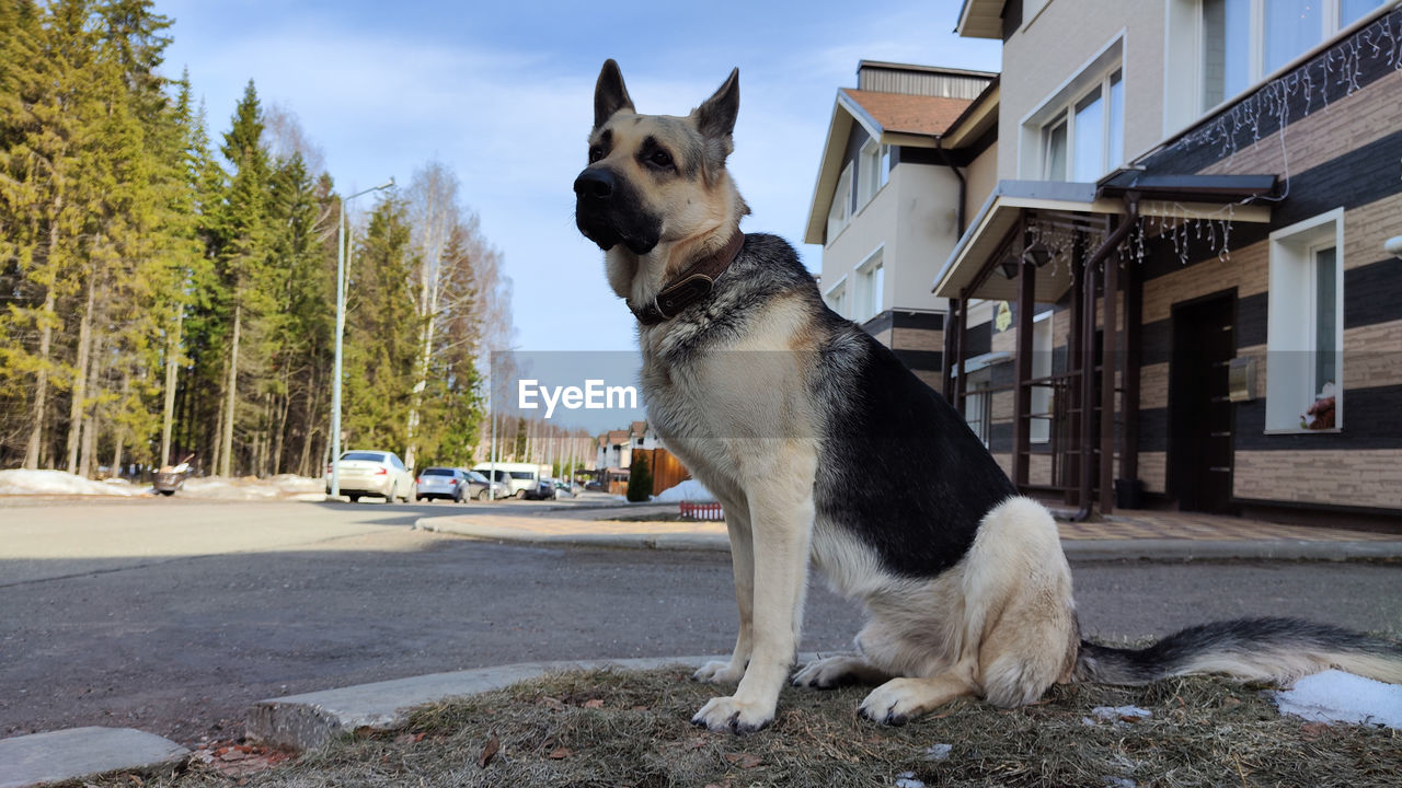 pet, mammal, animal themes, domestic animals, animal, one animal, dog, canine, architecture, east-european shepherd, building exterior, built structure, nature, no people, city, transportation, german shepherd, car, building, day, looking, sky, street, tree, sitting, wolfdog, plant