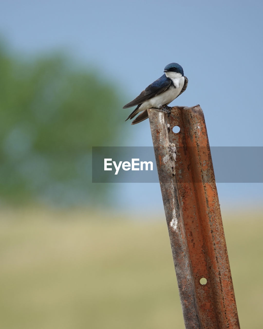 CLOSE-UP OF A BIRD PERCHING ON WOODEN POST