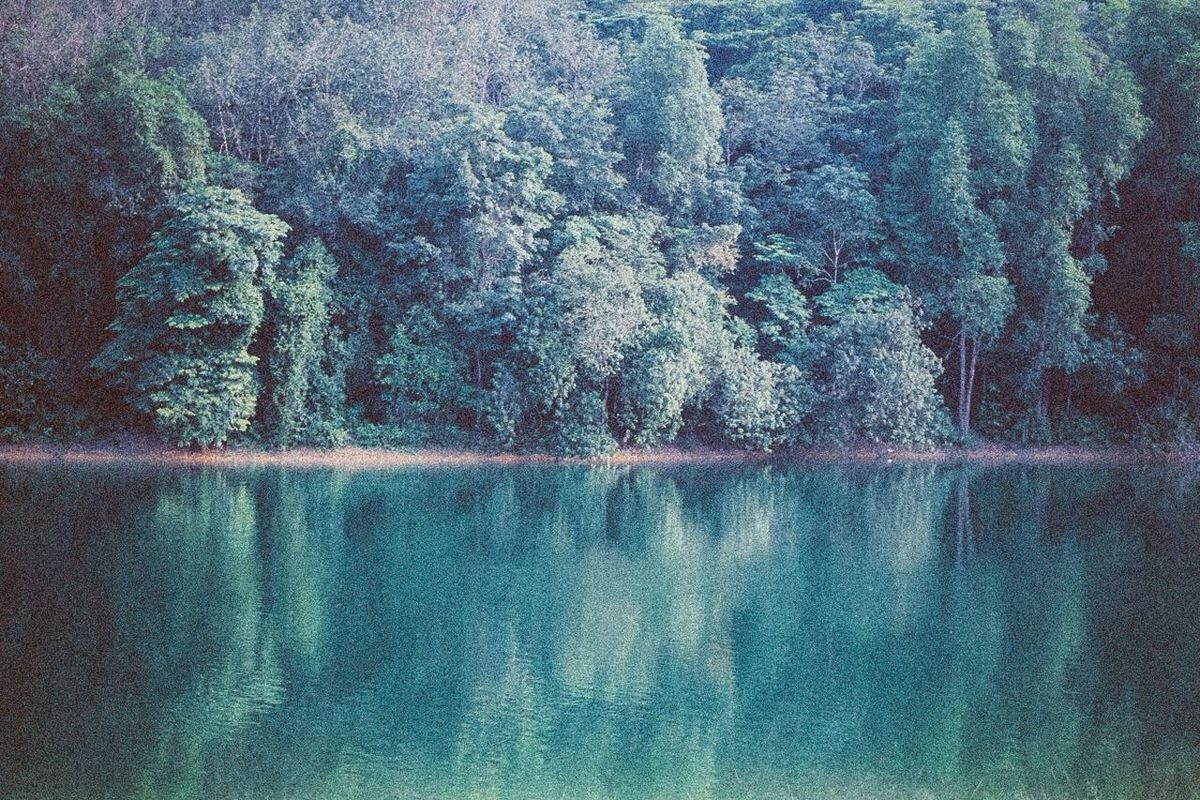 Scenic view of lake by forest