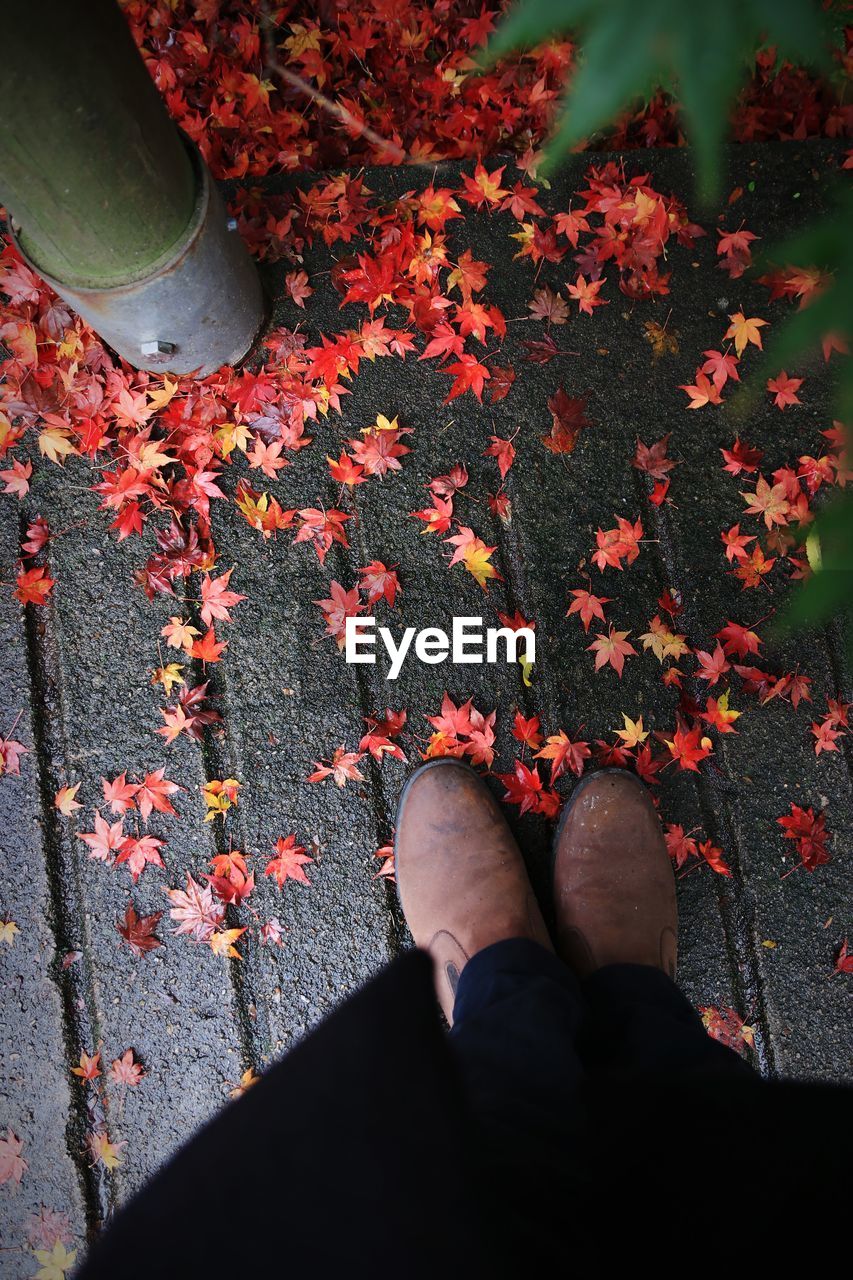 Low section of person standing by fallen maple leaves on footpath during autumn