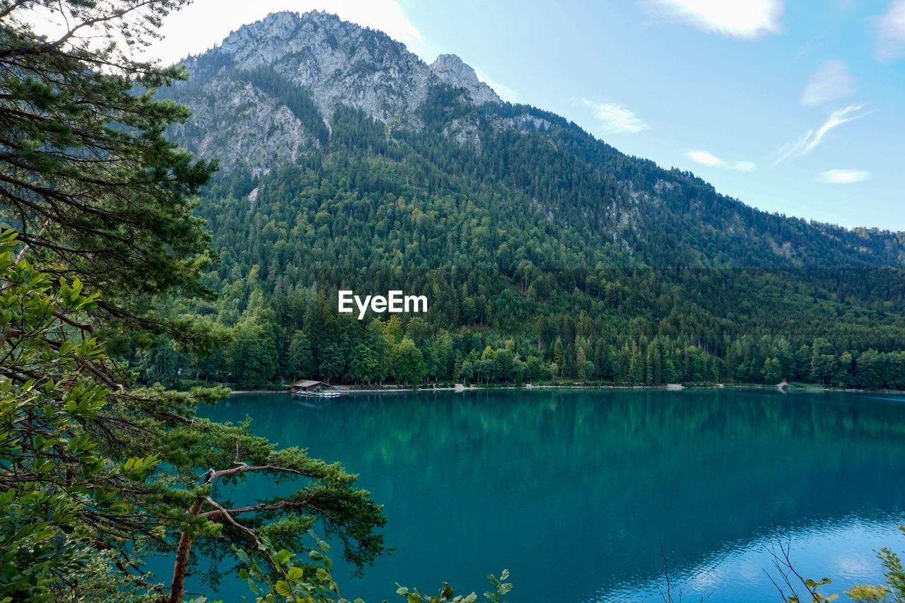 SCENIC VIEW OF LAKE IN FOREST