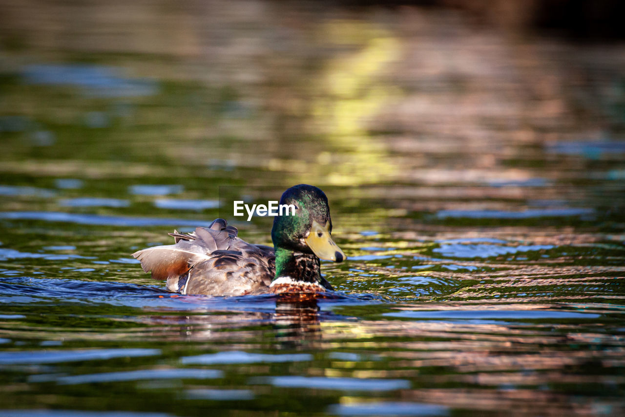 DUCK SWIMMING IN LAKE