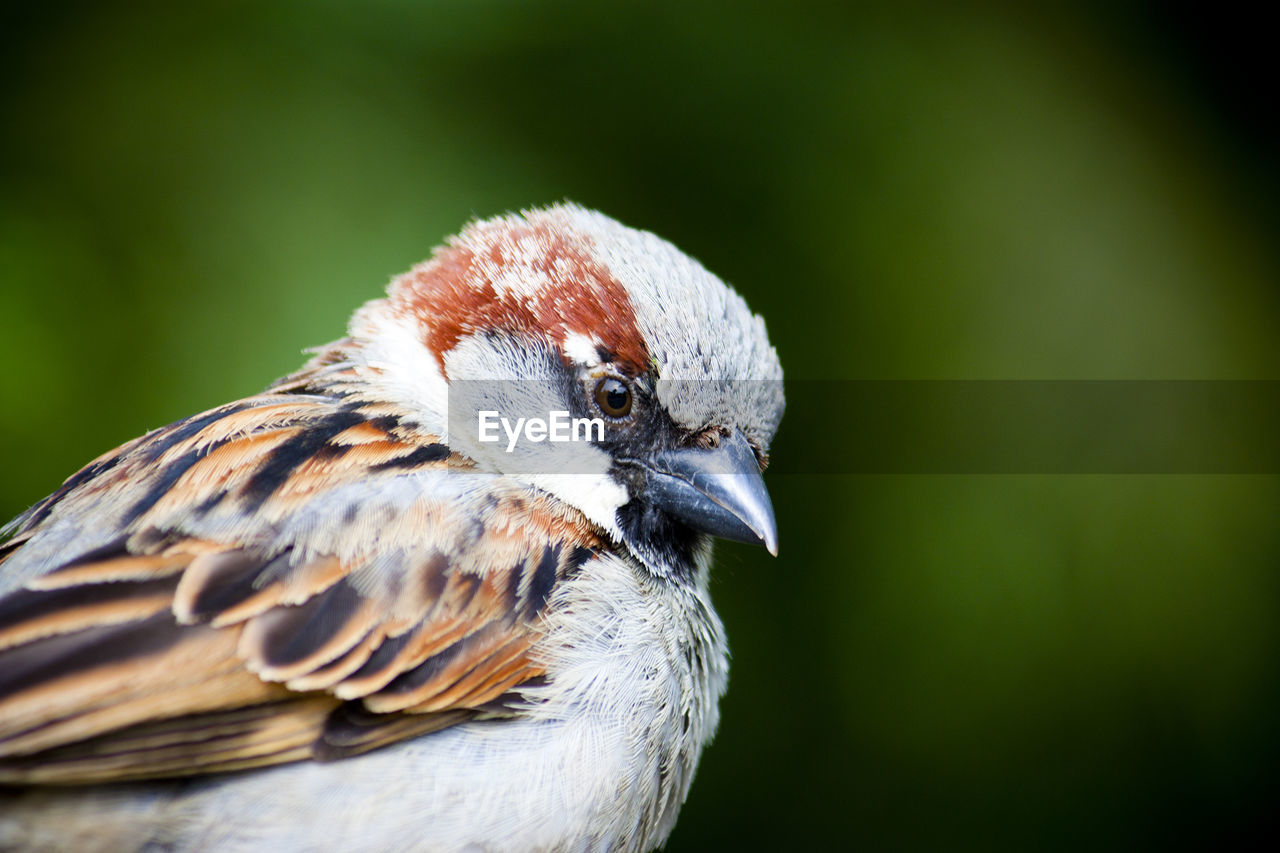 CLOSE-UP OF BIRD