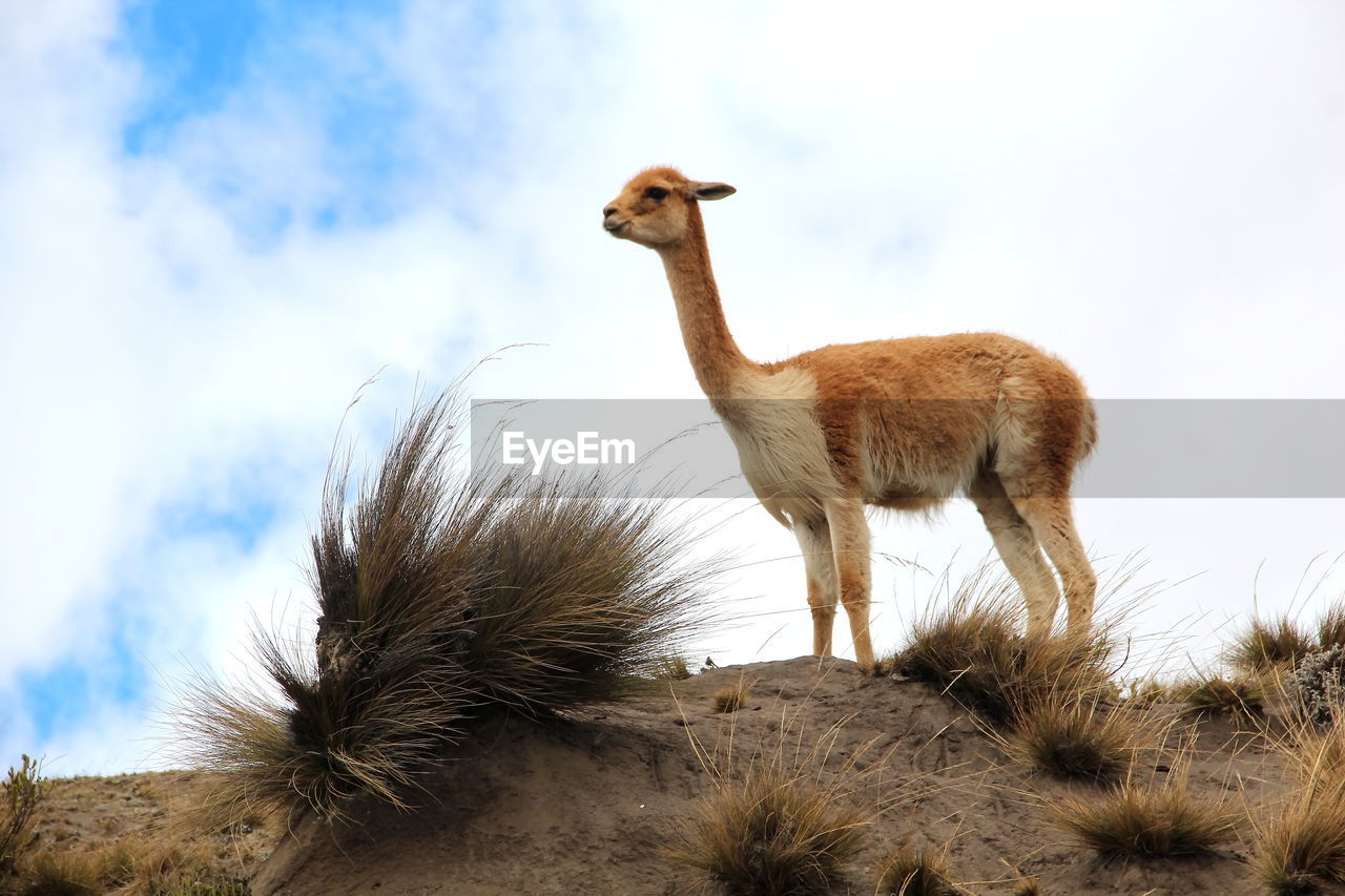 High angle view of an alpaca against cloudy sky