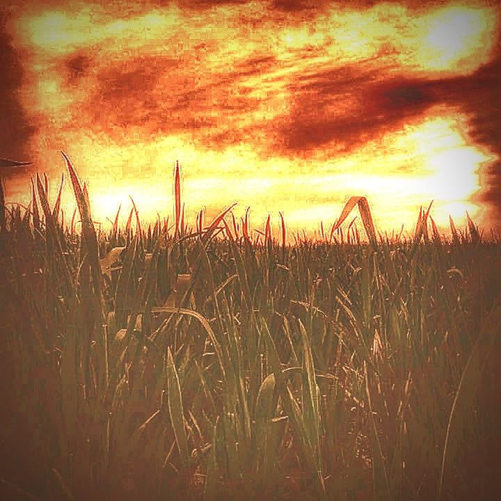 PLANTS ON FIELD AGAINST SKY AT SUNSET