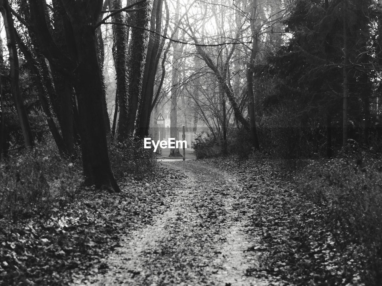 PATHWAY PASSING THROUGH FOREST