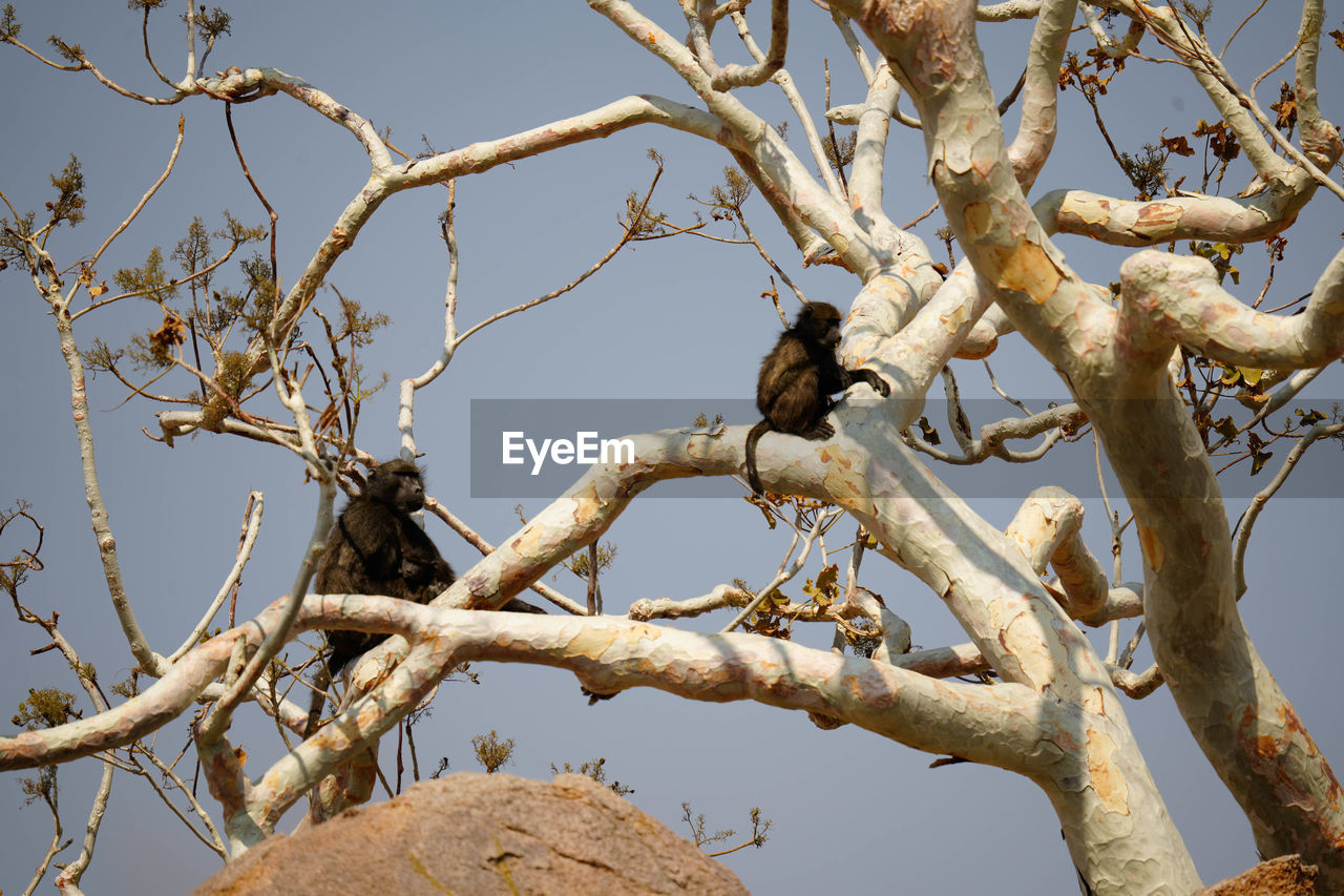 low angle view of bird perching on tree against sky