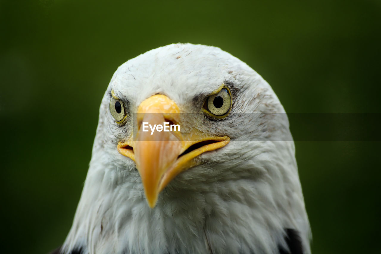 Close-up of eagle against blurred background