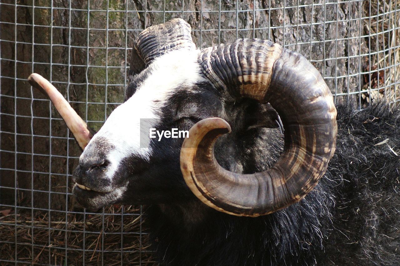 Close-up of sheep in cage at zoo